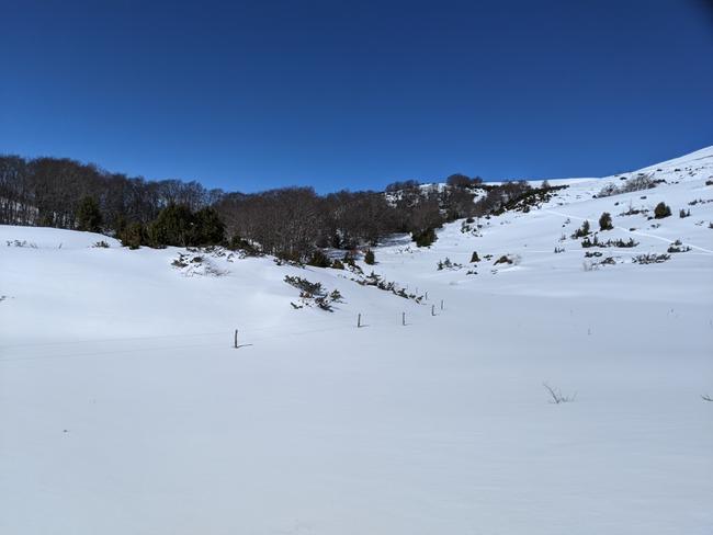 Lisière de forêt