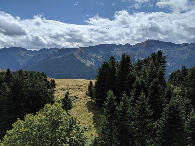 Dans la forêt