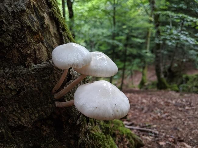 Dans la forêt