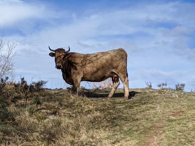Vache