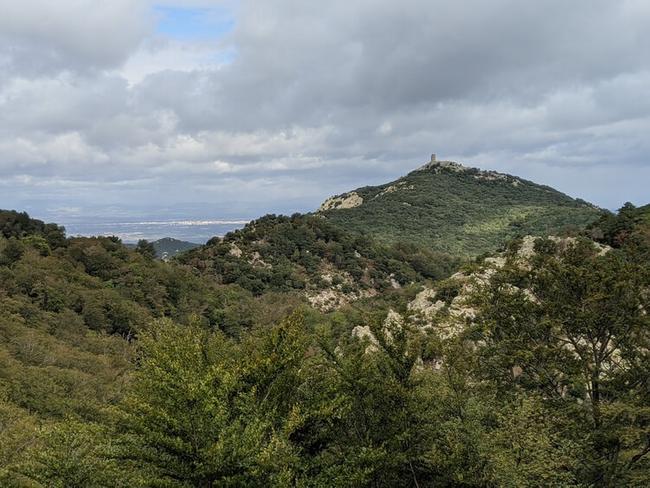 Forêt de Massane