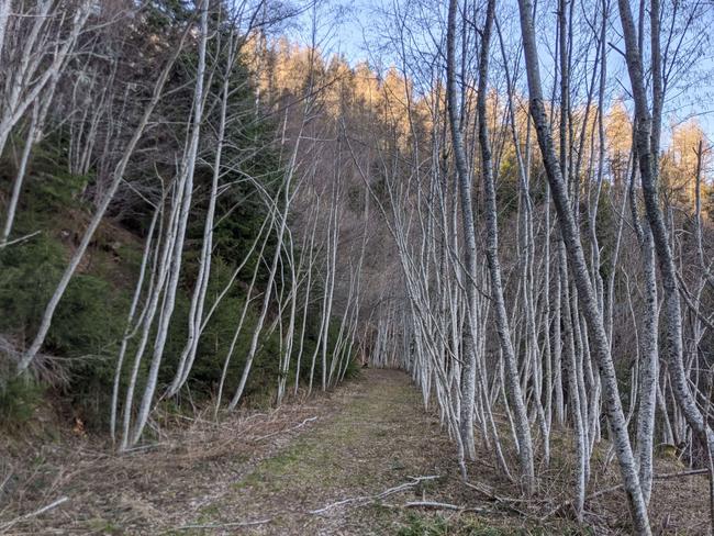 Passage dans les bois